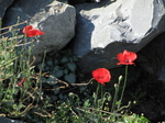 SX24342 Three poppies among rocks.jpg
